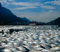 Olimpiadi 2016 - Tonnellate di pesci morti nel lago dove si svolgeranno le gare di canottaggio