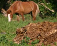 Dagli escrementi di cavallo una possibile chiave di volta nella produzione di biocarburanti