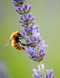 Ecosistema: dimezzata l'impollinazione a causa della moria di api