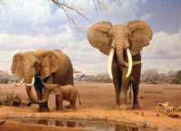 Se non si ferma il bracconaggio, gli elefanti africani rischiano l'estinzione in 10 anni