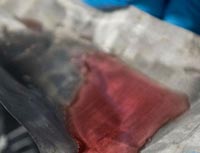 La membrana che grazie alle nanotecnologie riesce a separare l'acqua dal petrolio