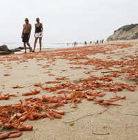 California, allarme per la pericolosa neurotossina rilasciata dalle alghe. Responsabile sarebbe El Niño