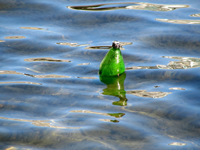 marine litter, rifiuti abbandonati in mare, inquinamento mari italiani, studio legambiente rifiuti in mare