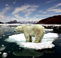 Clima che cambia: di questo passo perderemo gli orsi polari e saremo invasi dalle zanzare