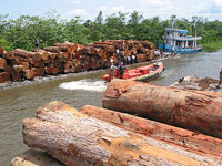 Ambiente verde: basta al legname illegale dal Camerun
