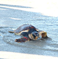 Biodiversita': liberate in mare 12 tartarughe