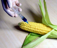 OGM: stop a mais e patate transgeniche nei campi italiani