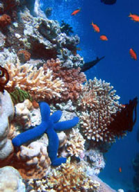 Ecosistema: paura per la barriera corallina