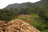 Ecosistema 2: in Amazzonia il disboscamento al minimo storico