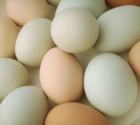 Le uova biologiche sono ok per la nostra salute