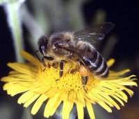 L'Unione Europea si pronuncia sul miele OGM