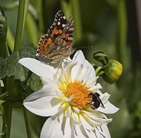 Biodiversità a rischio: per colpa dei pesticidi abbiamo sempre meno api e farfalle