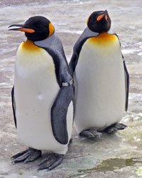 A causa del clima, anche i pinguini rischiano l'estinzione