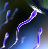 radiazioni elettromagnetiche, infertilit�, telefoni cellulari, cellule spermatiche, chinasi C, diminuzione spermatozoi, uso cellulare