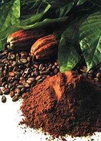 Anche la produzione di cacao in pericolo a causa dei cambiamenti climatici 