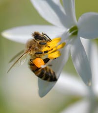 Quattro modi per contribuire a salvare le api