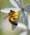 salvaguardia api, diminuzione colonie api, moria api
