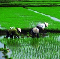 Coltivare riso utilizzando meno acqua e inquinando meno