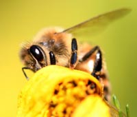 Un nuovo studio conferma che i pesticidi stanno distruggendo le colonie di api