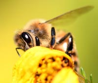 moria colonie api, moria api, pesticidi chimici, distruzione colonie insetti impollinatori