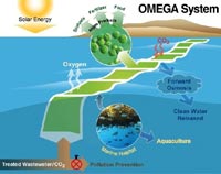 La scoperta degli scienziati della NASA: grazie alle alghe d'acqua dolce i biocarburanti si fanno in... mare