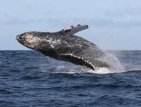 Trova un escremento di balena che vale 63 mila dollari che vuole usare per proteggere gli animali
