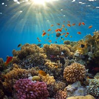 Anche le barriere coralline dei Caraibi potrebbero presto estinguersi