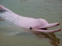 In Bolivia i delfini rosa ora sono una specie da tutelare