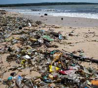 In un tratto di mare britannico su un terzo dei pesci rinvenute tracce di plastica
