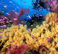 Barriera corallina a rischio a causa della maggiore acidità degli oceani