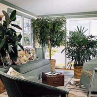 Come migliorare la qualità dell'aria di casa utilizzando le piante