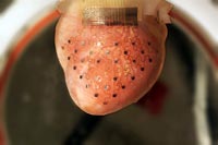 Una membrana avvolta attorno al cuore potrebbe sostituire i pacemaker