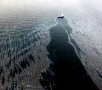 Disastri ambientali: migliorare l'attività batterica per ripulire i mari dal petrolio