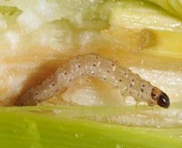 I batteri intestinali di una larva possono degradare la plastica