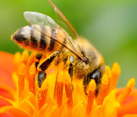USA, per salvare le api l'Agenzia per l'Ambiente propone di bloccare i pesticidi