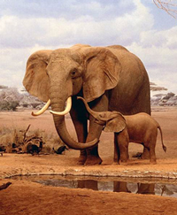 Zimbabwe, in un solo mese sono 62 gli elefanti avvelenati