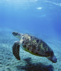 Tutela delle biodiversità: solo il 4% degli oceani è protetto