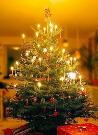 Tradizioni natalizie: anche quest'anno vincono gli alberi veri