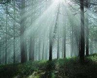 Ecosistema 1: i boschi le vere centrali per gli equilibri del Pianeta