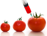 OGM: in Trentino Alto Adige sono definitivamente fuori legge