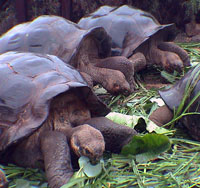 Le tartarughe in aiuto delle isole Galapagos