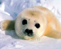 L'effetto serra prima causa di morte per le foche del Polo