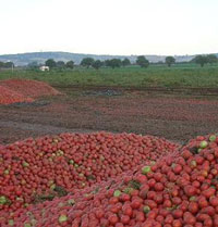 I pomodori che fanno riscaldare un intero paese