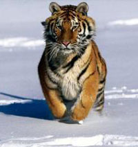Tigre siberiana, un'altra razza in via d'estinzione