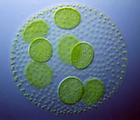 Grazie ad un enzima le alghe ci aiuteranno a produrre idrogeno 