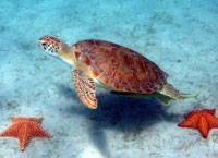 Un progetto per conoscere e aiutare le tartarughe marine