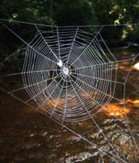 Piu' resistente dell'acciaio, la seta del ragno potrebbe sostituire la plastica