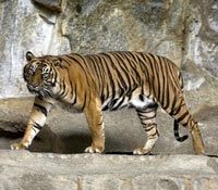 Fronte comune di alcune multinazionali a favore della tigre di Sumatra oramai in via di estinzione a causa del disboscamento selvaggio