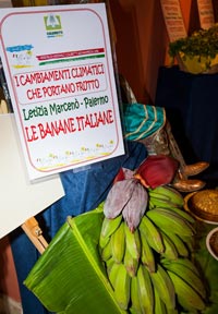 Come in tempo di crisi si aguzza l'ingegno: in arrivo banane e spezie esotiche made in Italy