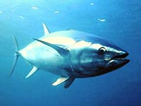 Fukushima - Dopo le alghe, tracce di radioattivita' anche nei tonni pescati in California